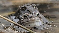 Skokani hnědí (na snímku pořízeném 6. dubna) si našli útočiště pro stvoření... Skokani hnědí (na snímku pořízeném 6. dubna) si našli útočiště pro stvoření...