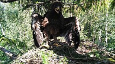 Samice orla křiklavého Kristýna ještě před prvním odletem do afrického... Samice orla křiklavého Kristýna ještě před prvním odletem do afrického...