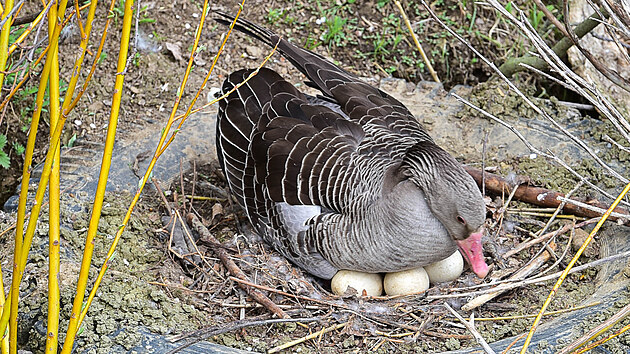 Areál v Modré ukazuje spoustu přírodních zajímavostí, jednou z nich je i hnízdící husa divoká.