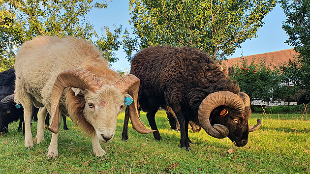Bl a ern bernek ouessantsk ovce. Vzcnji se objevuje i hnd vybarven.
