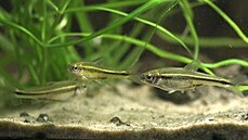 Za odchov jelečka teuchitlánského, vzácné mexické rybky, získala Zoologická... Za odchov jelečka teuchitlánského, vzácné mexické rybky, získala Zoologická...