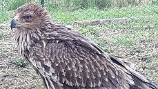 Necelý rok stará samice orla královského si při nárazu do drátů na Brněnsku... Necelý rok stará samice orla královského si při nárazu do drátů na Brněnsku...