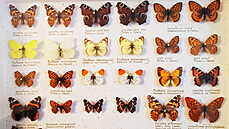 Sbírka motýl Dalibora Jandy