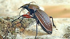 Lovec. Střevlík měděný je velký dravec, troufne si i na žížaly a plže. Lovec. Střevlík měděný je velký dravec, troufne si i na žížaly a plže.