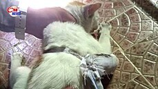 V panamské věznici zadrželi kočku, která za mříže pašovala drogy. Balíček měla... V panamské věznici zadrželi kočku, která za mříže pašovala drogy. Balíček měla...