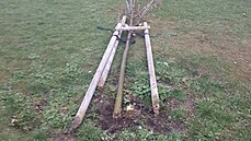 K pokácení mladé lípy i dřevěné ochranné konstrukce se mladík sám přiznal.... K pokácení mladé lípy i dřevěné ochranné konstrukce se mladík sám přiznal....
