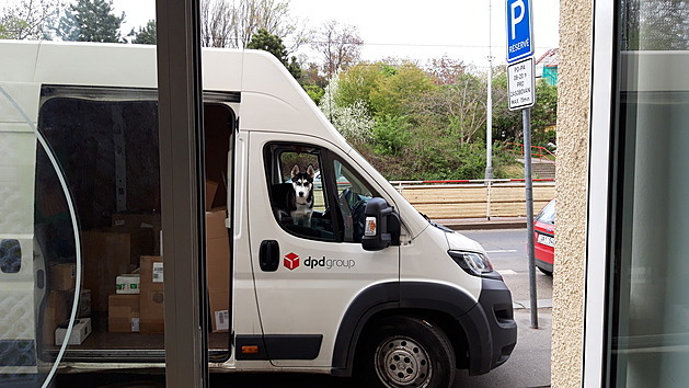 <p>Sibiřský husky jako asistent kurýra? Proč ne. Snímek pořídil čtenář ve Strašnicích.</p>