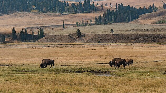Stdo bizon v americkm Yellowstonskm nrodnm parku. (16. z 2020)