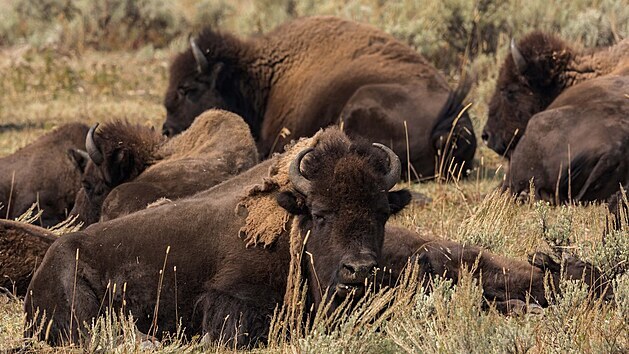 Stdo bizon v americkm Yellowstonskm nrodnm parku. (16. z 2020)