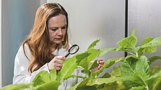 V době covidu zažívá boom pěstování a sběr léčivek. Helena Pluháčková je... V době covidu zažívá boom pěstování a sběr léčivek. Helena Pluháčková je...