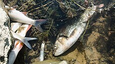 Uhynulé ryby v Bev (21. záí 2020)