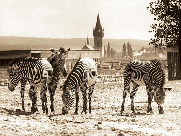 Královédvorské safari, panorama na snímku okolo roku 1972. Výbh se zebrami...