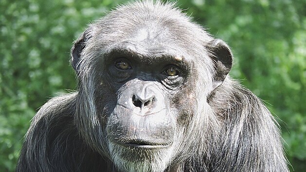 Z plzeňské zoo přišla smutná zpráva. Ve věku 28 let uhynul šimpanzí samec Bask. Z plzeňské zoo přišla smutná zpráva. Ve věku 28 let uhynul šimpanzí samec Bask.
