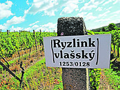 Česká vinice