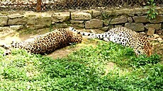 Dva ze tří uprchlých levhartů z čínského safari parku se podařilo záhy chytit a... Dva ze tří uprchlých levhartů z čínského safari parku se podařilo záhy chytit a...