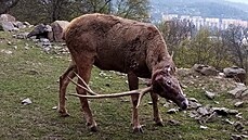 Sedmiletý jelen Max překonal s hmotností paroží dosavadní rekord samce Timura.... Sedmiletý jelen Max překonal s hmotností paroží dosavadní rekord samce Timura....