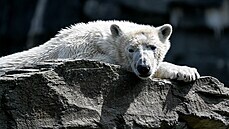 Lední medvídě Hertha odpočívá ve výběhu berlínské zoo. (28. dubna 2020) Lední medvídě Hertha odpočívá ve výběhu berlínské zoo. (28. dubna 2020)