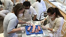 Na prasečích nohách medici nacvičují šití kůže, na vnitřnostech zase oddělování... Na prasečích nohách medici nacvičují šití kůže, na vnitřnostech zase oddělování...