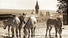 Královédvorské safari, panorama na snímku okolo roku 1972. Výběh se zebrami... Královédvorské safari, panorama na snímku okolo roku 1972. Výběh se zebrami...