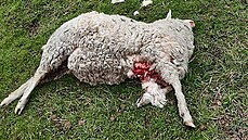 Po útoku vlka přišla chovatelka o ovci. Po útoku vlka přišla chovatelka o ovci.