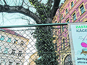 Javor stříbrný na Smetanově nábřeží