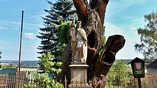 Středočeský kraj bude ve finále Stromu roku reprezentovat Svatováclavský dub ze... Středočeský kraj bude ve finále Stromu roku reprezentovat Svatováclavský dub ze...