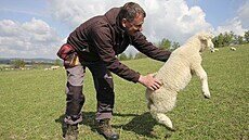 Na pastvinách u Počítek už letos přišlo na svět ke třem stovkám jehňat. S... Na pastvinách u Počítek už letos přišlo na svět ke třem stovkám jehňat. S...