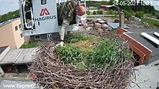 Hasiči vyvezli k čapímu hnízdu zvířecího záchranáře v koši na žebříku. Hasiči vyvezli k čapímu hnízdu zvířecího záchranáře v koši na žebříku.