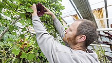 Po více než půl roce mohou lidé opět zavítat do Sbírkových skleníků v... Po více než půl roce mohou lidé opět zavítat do Sbírkových skleníků v...