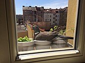 Holub na parapetu domu na Smíchově.