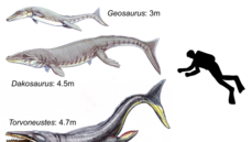 Velikostní porovnání několika zástupců čeledi Metriorhynchidae a dospělého... Velikostní porovnání několika zástupců čeledi Metriorhynchidae a dospělého...