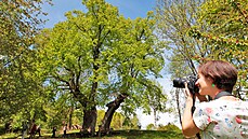 Fotografování dolní popovské lípy, která jako jediný zástupce z Karlovarského...