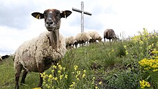 Na Radobýlu spásají trávu ovce. Díky tomu zde opět žijí vzácné rostliny a... Na Radobýlu spásají trávu ovce. Díky tomu zde opět žijí vzácné rostliny a...