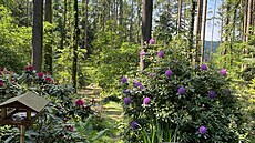 Pohled od domu na zahradu, která má atmosféru a mikroklima lesa. Pohled od domu na zahradu, která má atmosféru a mikroklima lesa.