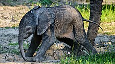 Mládě slona afrického se narodilo ve zlínské zoo Lešná v neděli 6. června 2021. Mládě slona afrického se narodilo ve zlínské zoo Lešná v neděli 6. června 2021.