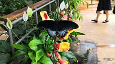 Výstava motýl v Botanické zahrad hlavního msta Prahy v Troji