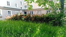 Poruba zarostla trávou. Firma sečení nezvládala, radnice zajišťuje nápravu. Poruba zarostla trávou. Firma sečení nezvládala, radnice zajišťuje nápravu.