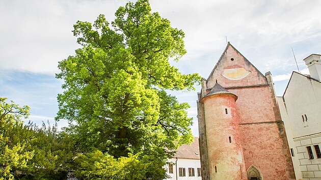 Lípa Kapucínka stojící v areálu kláštera ve Zlaté Koruně se dostala do finále ankety Strom roku.