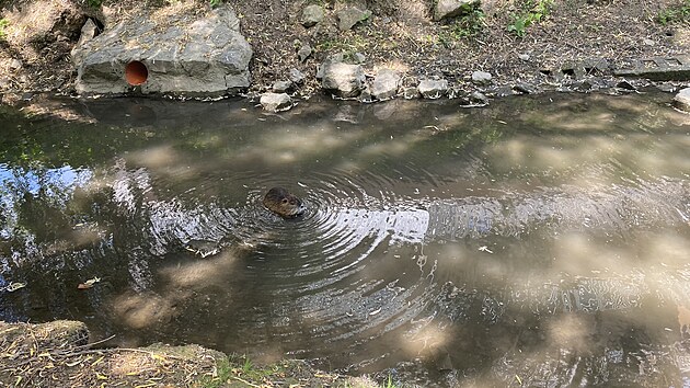 Nutrie, kter&eacute; si kuřimsk&aacute; radnice sama před lety do koryta Kuřimky nasadila jako maskoty, dnes představuj&iacute; probl&eacute;m. Vodn&iacute; hlodavec poch&aacute;zej&iacute;c&iacute; z Jižn&iacute; Ameriky u n&aacute;s totiž nem&aacute; přirozen&eacute;ho nepř&iacute;tele.