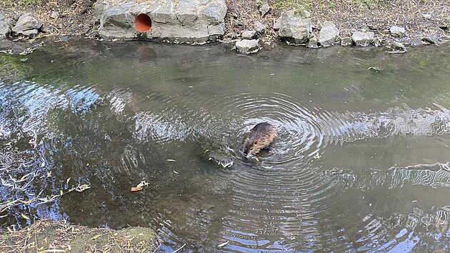 Nutrie, kter&eacute; si kuřimsk&aacute; radnice sama před lety do koryta Kuřimky nasadila jako maskoty, dnes představuj&iacute; probl&eacute;m. Vodn&iacute; hlodavec poch&aacute;zej&iacute;c&iacute; z Jižn&iacute; Ameriky u n&aacute;s totiž nem&aacute; přirozen&eacute;ho nepř&iacute;tele.