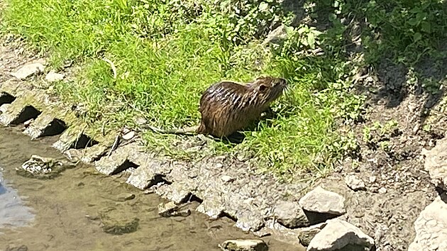 Nutrie, kter&eacute; si kuřimsk&aacute; radnice sama před lety do koryta Kuřimky nasadila jako maskoty, dnes představuj&iacute; probl&eacute;m. Vodn&iacute; hlodavec poch&aacute;zej&iacute;c&iacute; z Jižn&iacute; Ameriky u n&aacute;s totiž nem&aacute; přirozen&eacute;ho nepř&iacute;tele.
