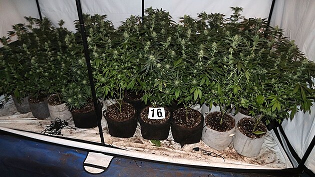 Muž měl v domě na &Scaron;umpersku ukrytou pěst&iacute;rnu konop&iacute; s půldruhou stovkou rostlin. Policist&eacute; ji odhalili d&iacute;ky souhře n&aacute;hod.