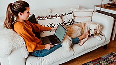 Home office byl pro psy ráj. Paničku nebo páníčka měli vždy po ruce. Home office byl pro psy ráj. Paničku nebo páníčka měli vždy po ruce.
