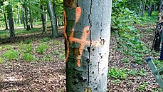 Desítky suchých stromů ohrožují návštěvníky Mostné hory. Město, jako vlastník... Desítky suchých stromů ohrožují návštěvníky Mostné hory. Město, jako vlastník...