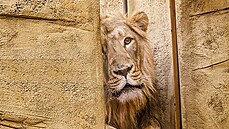 V Ostravě se zabydluje nový lví samec. Ke staré lvici chce zoo získat i nejméně... V Ostravě se zabydluje nový lví samec. Ke staré lvici chce zoo získat i nejméně...