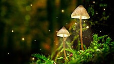 Na houbu se stačí jen podívat a přestane růst. Prostě ji uhranete. Na houbu se stačí jen podívat a přestane růst. Prostě ji uhranete.