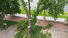 Záběr na kácení stromů ve vegetační době na Havlíčkově nábřeží v Ostravě. Záběr na kácení stromů ve vegetační době na Havlíčkově nábřeží v Ostravě.