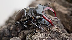 Roháč obecný (Lucanus cervus), nahoře samec, dole samice Roháč obecný (Lucanus cervus), nahoře samec, dole samice