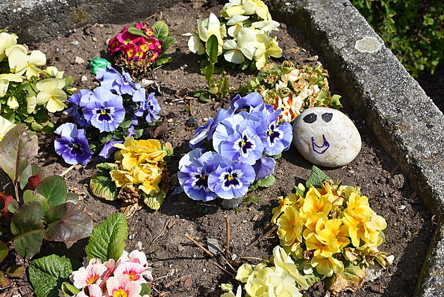 <p>Na svatého Aloise, kdy začíná léto, se sejí macešky (Viola x wittrockiana) pro podzimní výsadbu na výzdobu hrobů.Tato dvouletá rostlina pestrých barev však má mnohem širší uplatnění – hodí se do truhlíků i na záhony, jak dokazuje snímek,pořízený z jedn