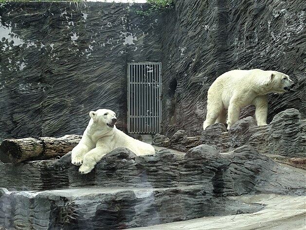 Verejí nií teploty v praské ZOO potily vtinu zvíat, které vylezli ze svých pelík a pedvádli se návtvníkm. Koní podivný kolní rok, kolní poznávací výlety namíily do ZOO - potila hrací zóna Bororo, houpaky i dalí atrakce.

Foto